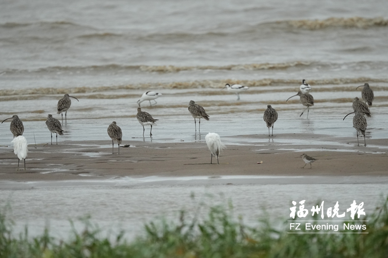 冬候鸟先锋飞抵闽江河口湿地