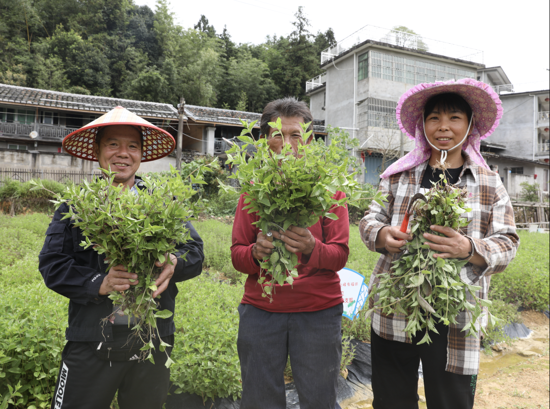 “缘启仙草” ！晋安宦溪镇峨嵋村举办两岸农民丰收节