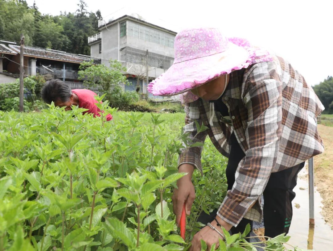 “缘启仙草” ！晋安宦溪镇峨嵋村举办两岸农民丰收节