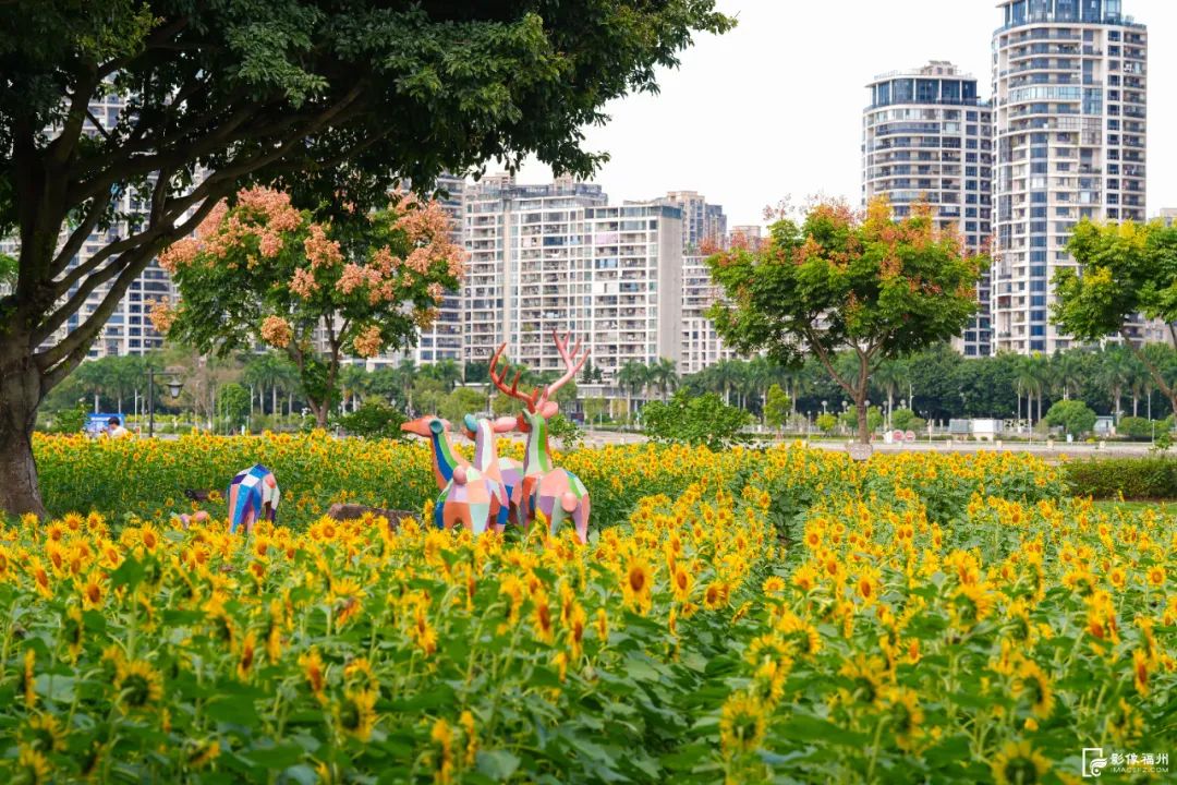 藏不住啦！福州这些绝美花海上线！快约起来~