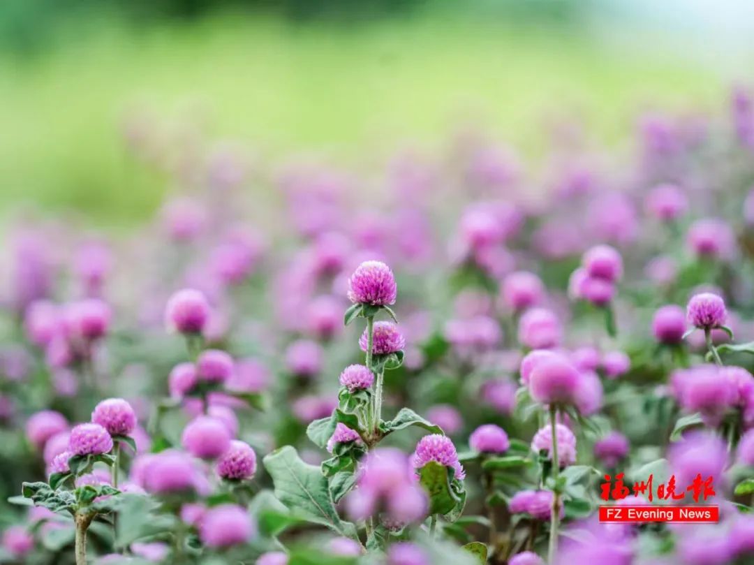 藏不住啦！福州这些绝美花海上线！快约起来~