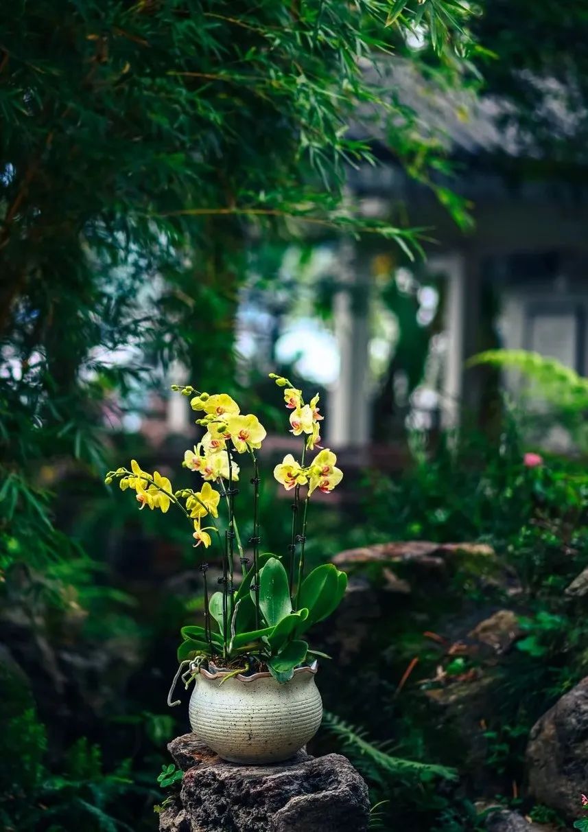 寒露 | 面朝金秋，又遇“花开”