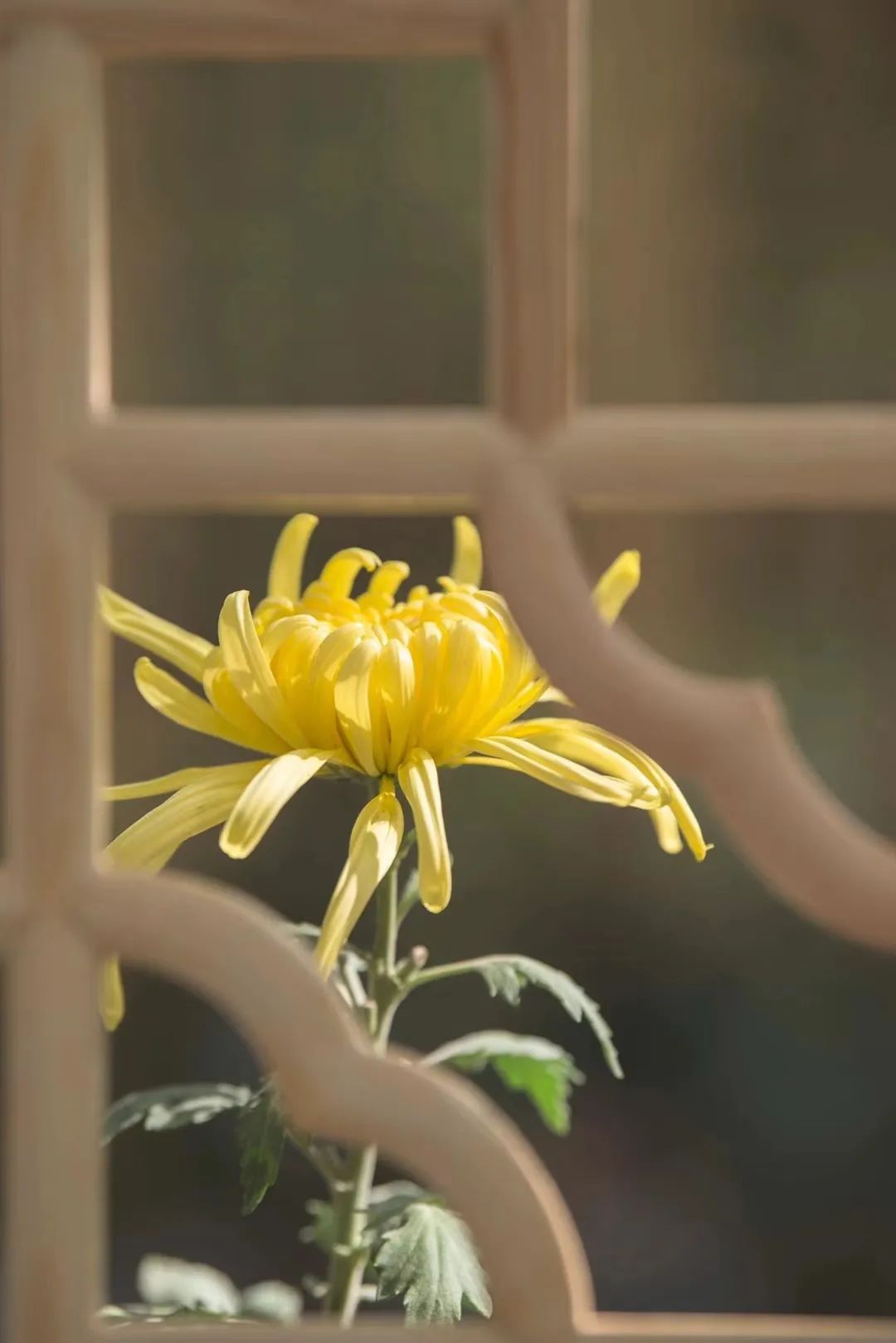 寒露 | 面朝金秋，又遇“花开”