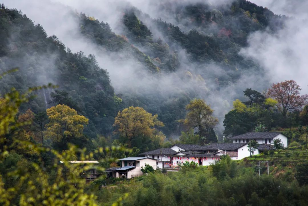 寒露 | 面朝金秋，又遇“花开”