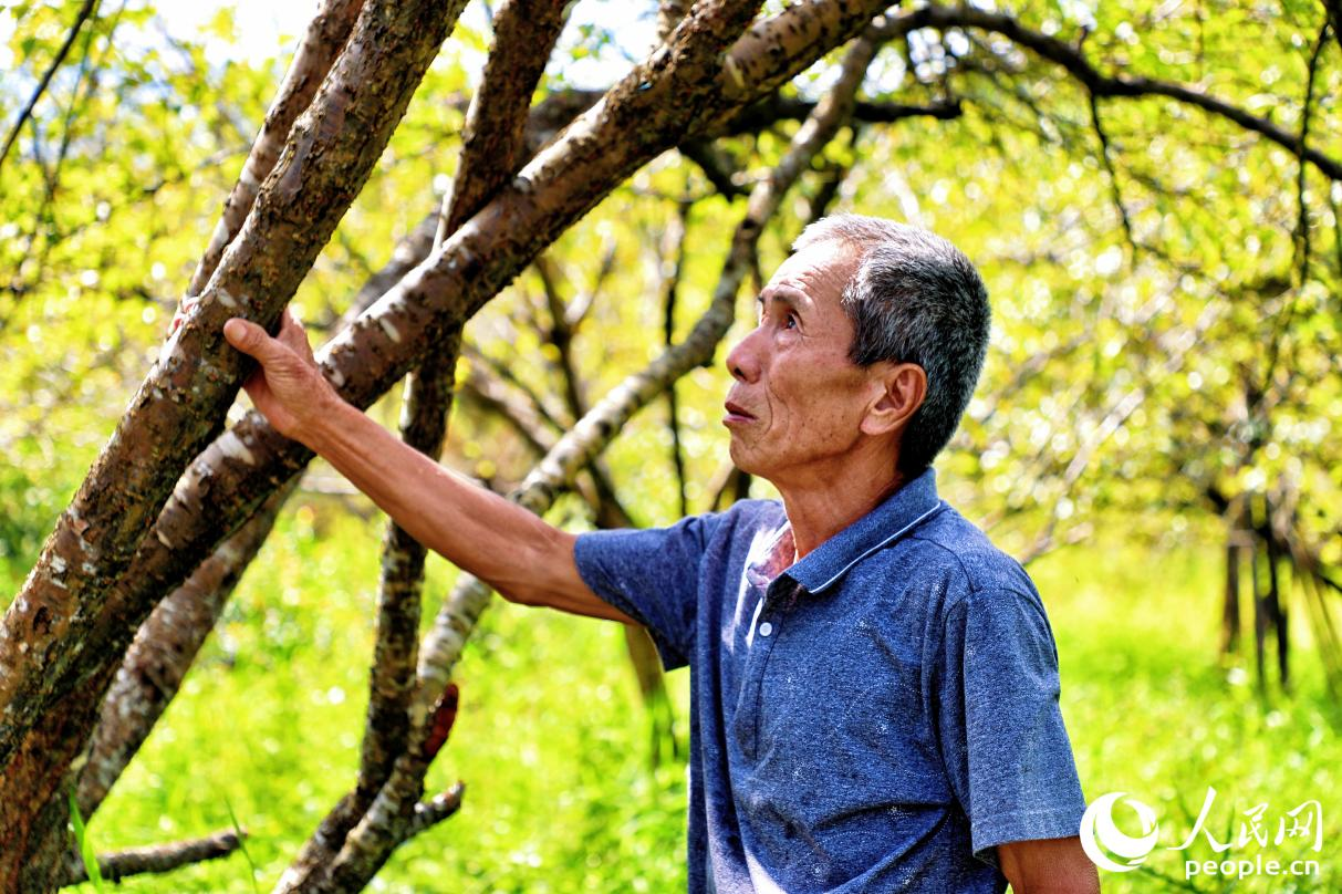 福建永泰：李梅产业“破局”获新生