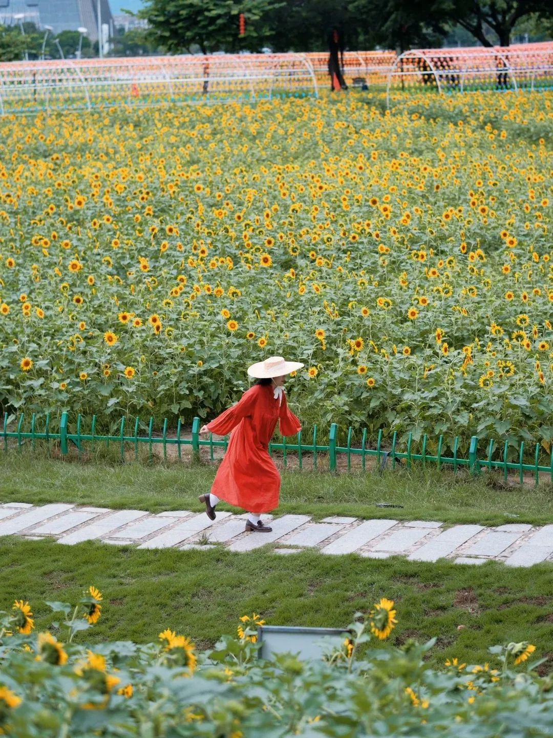 花海的金色狂欢，你赶上了吗？