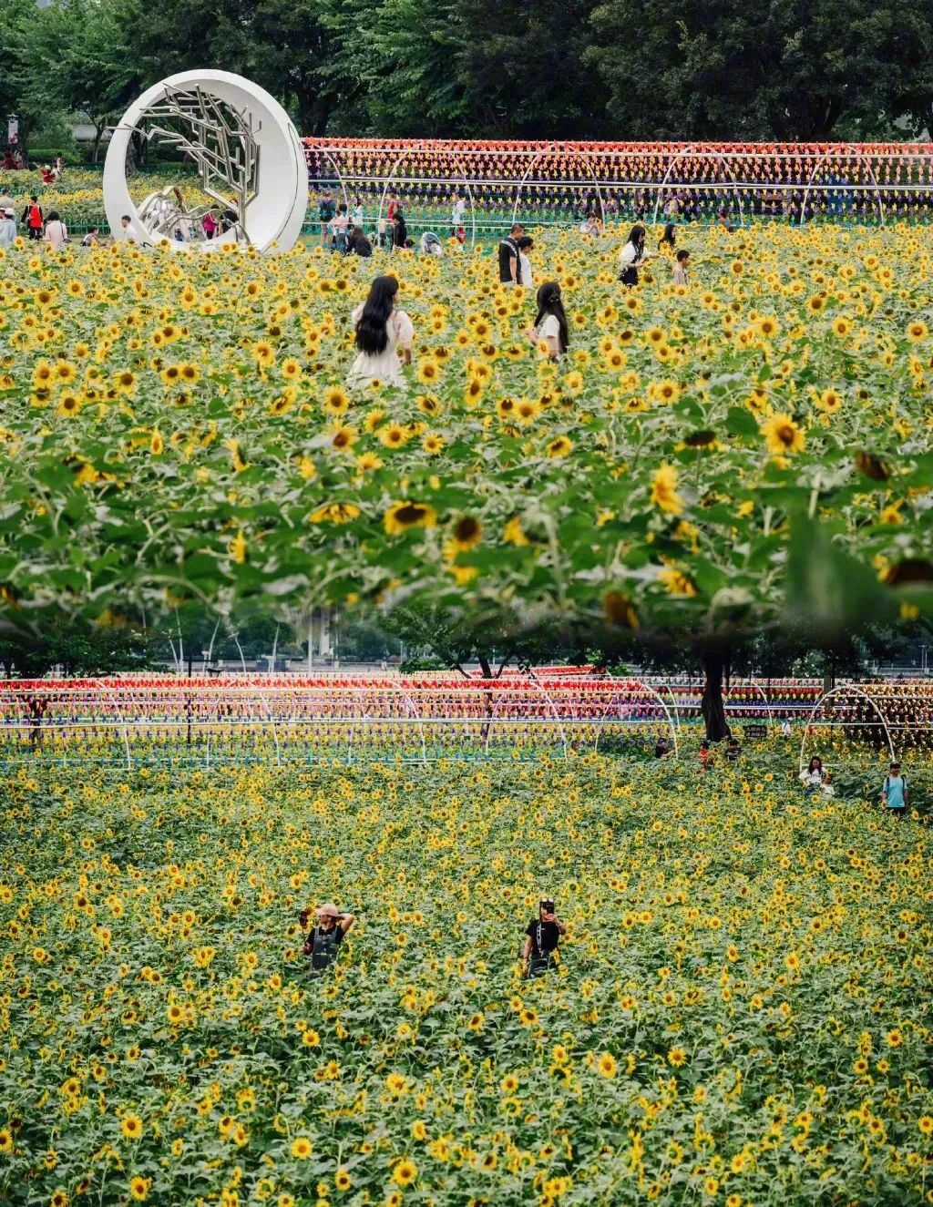 花海的金色狂欢，你赶上了吗？