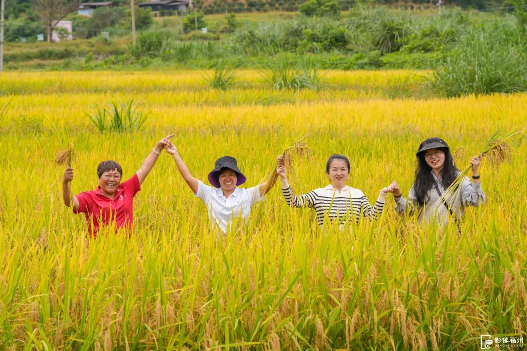 满地金黄！福州这里喜迎丰收！