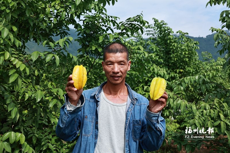 馬來(lái)西亞甜楊桃在福州量產(chǎn)