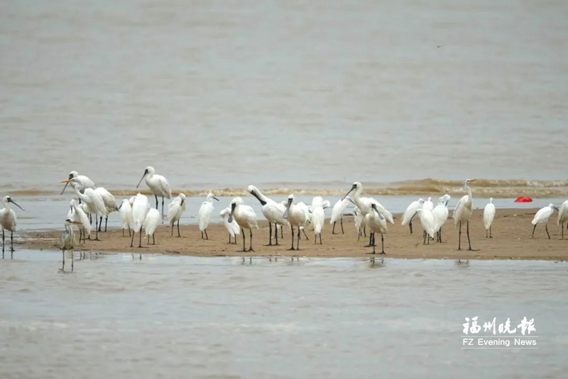 央视直播闽江河口湿地候鸟迁徙