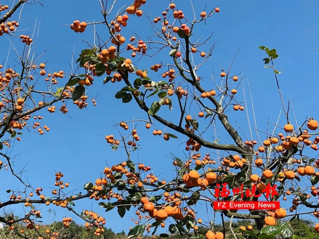 台风“潭美”新消息！福建大风大浪！福州降温