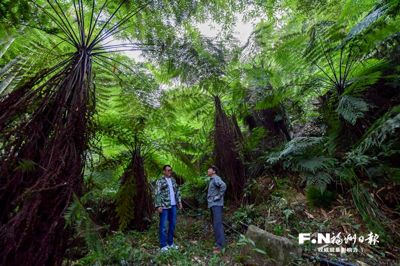 罗源深山一处桫椤群落逐年枝繁叶茂 植物“活化石”缘何生生不息