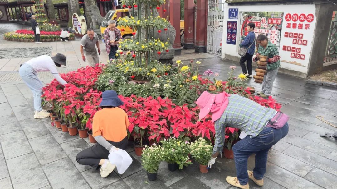 太美了！3万多盆！福州西湖菊花展要来了！