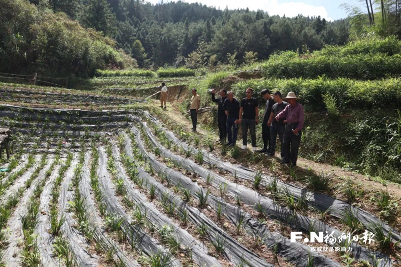 永泰丹洋村发展中药材连片种植带动村民增收