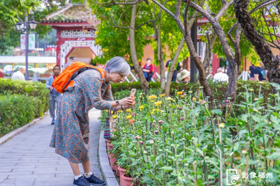 3万多盆亮相福州！共赴秋日赏菊盛宴！