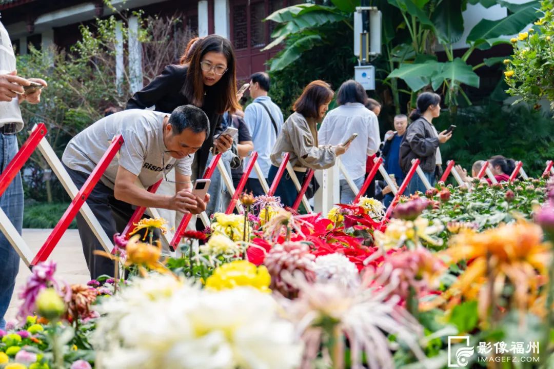 3万多盆亮相福州！共赴秋日赏菊盛宴！