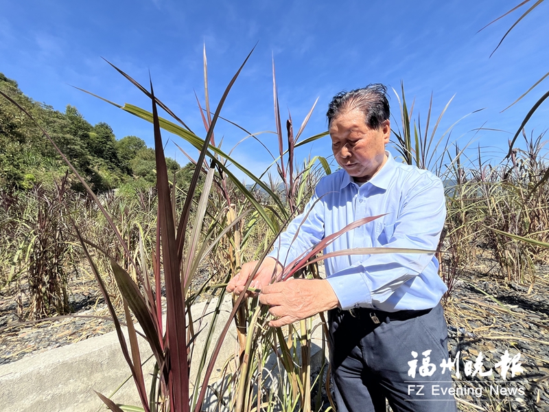 林占熺：送给世界一株“幸福草”