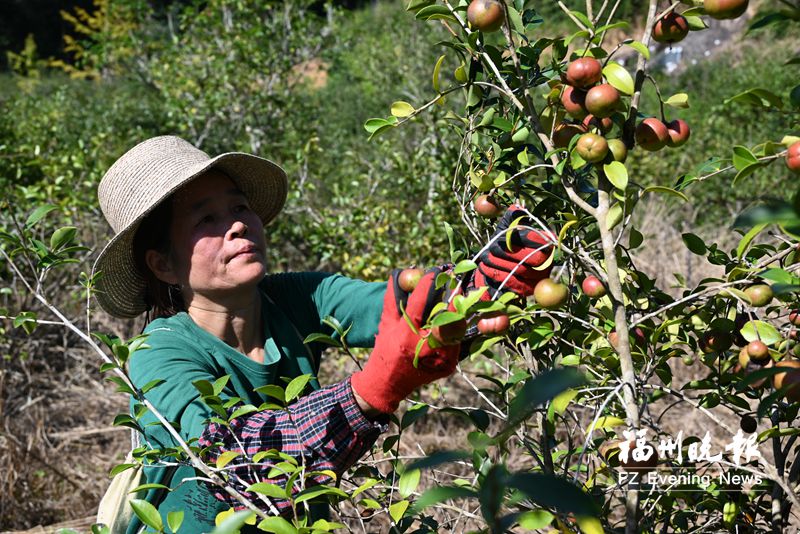 乡贤成立合作社种植油茶 闽侯洋里乡荒山变“油山”