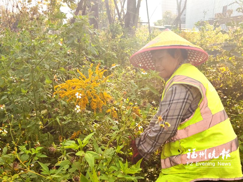 又见加拿大一枝黄花 别采别种！