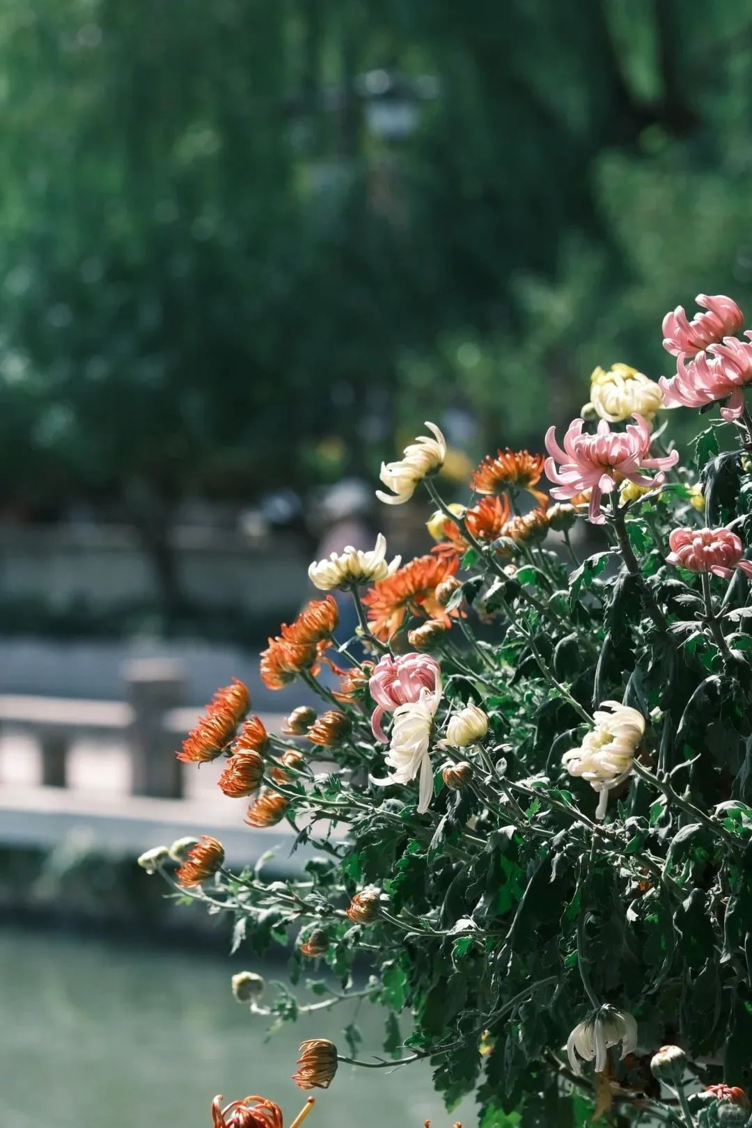 当秋天的菊，落在了西湖