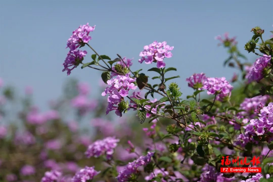 太美了！好多福州人来打卡！