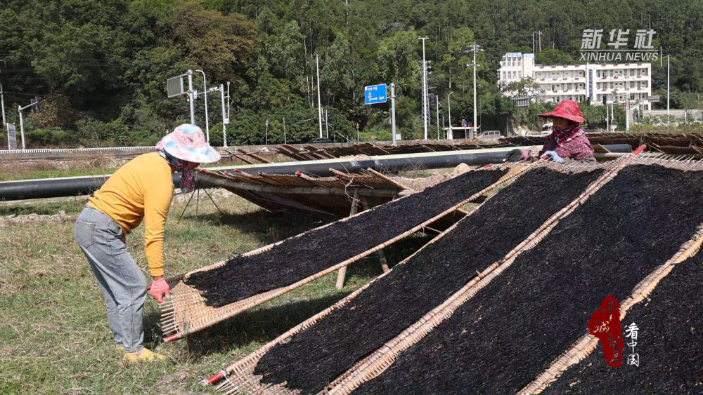 千城百县看中国｜福建连江：紫菜飘香收获忙