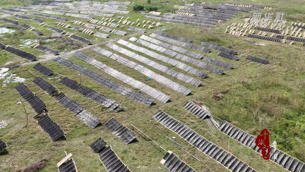 千城百县看中国｜福建连江：紫菜飘香收获忙