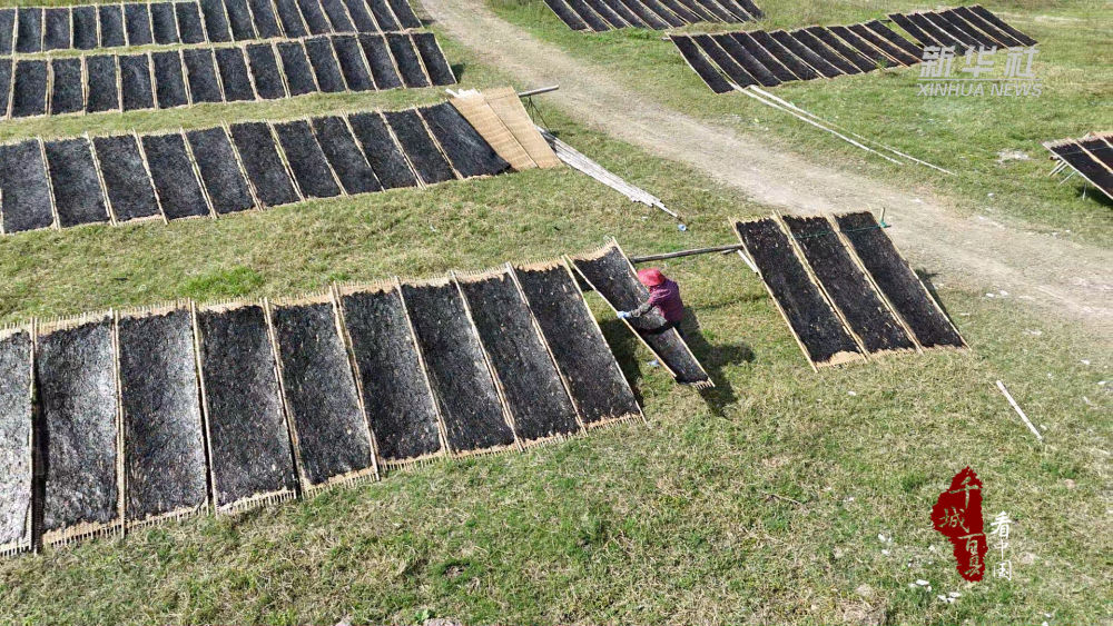 千城百县看中国｜福建连江：紫菜飘香收获忙