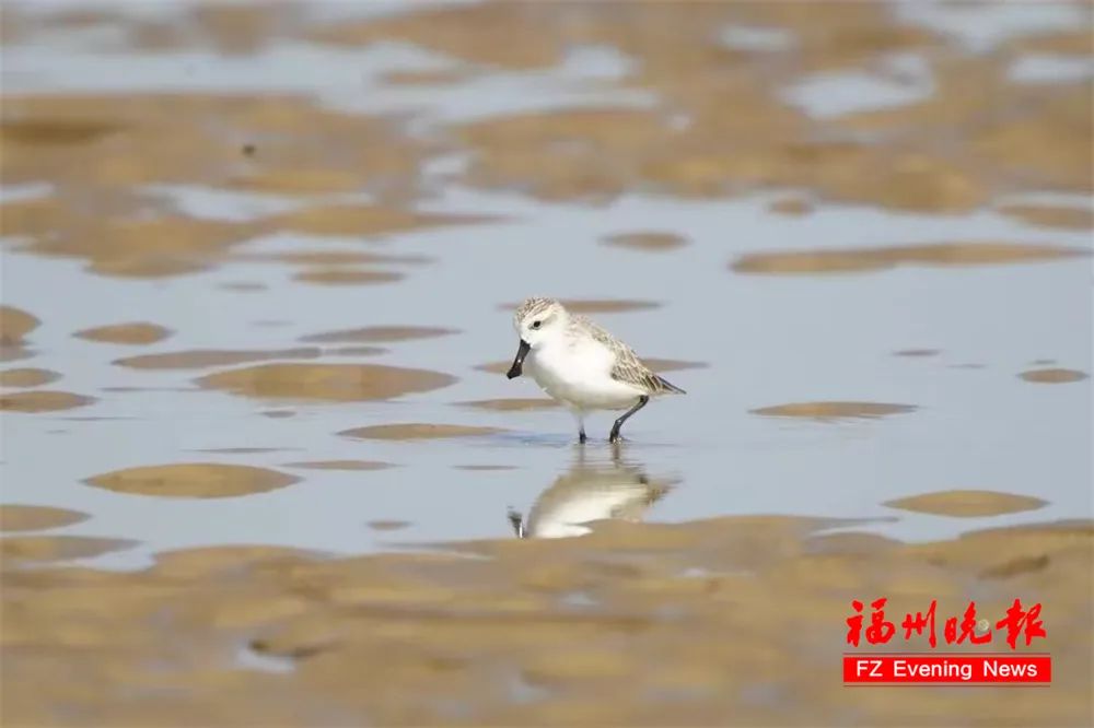 全球仅400多只！它们自带“饭勺”又来福州了