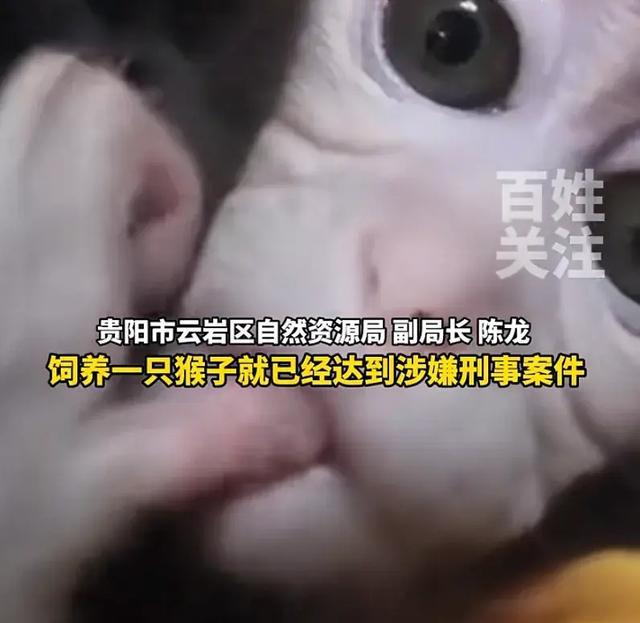 女子救下猕猴养半年 官方：涉嫌违法