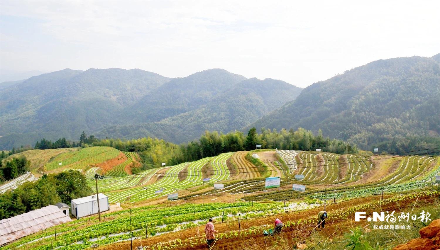 福州闽侯茶苑村开垦荒地发展特色产业实现蝶变