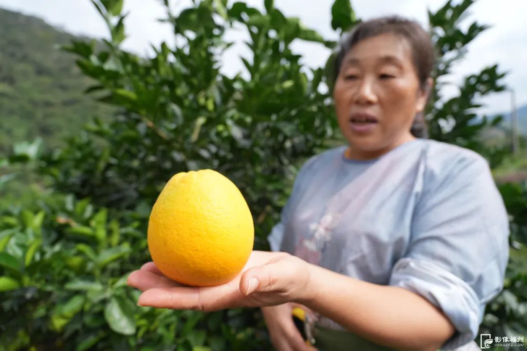 福州脐橙开采！共赴丰收之旅！