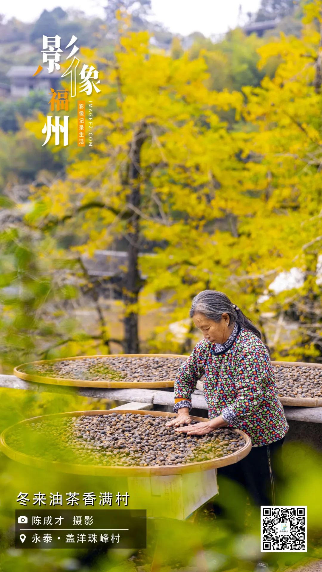 影像福州 | 冬来油茶香满村