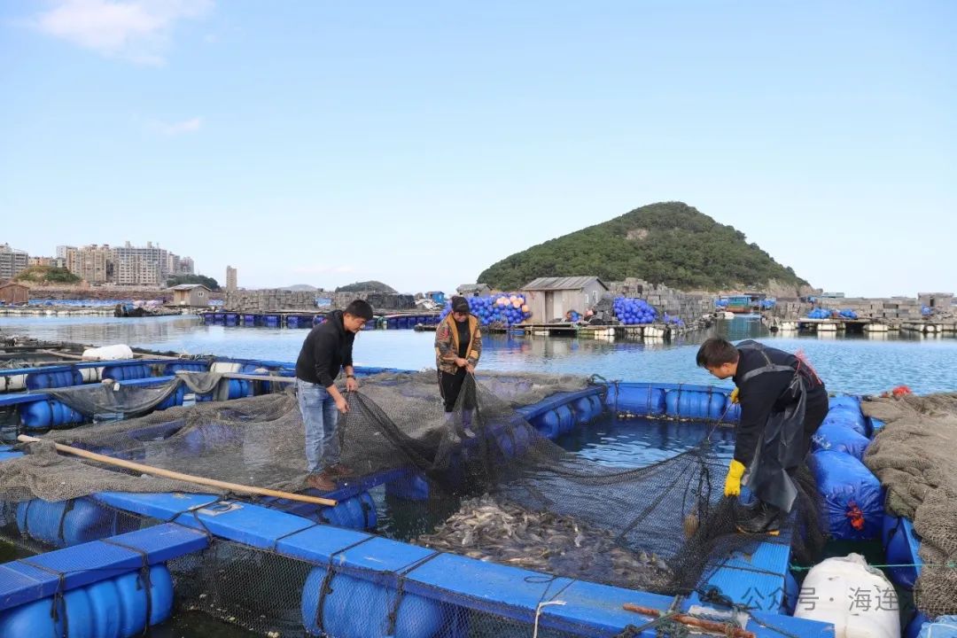 鲜！“会叫的鱼”大量上市，福州人有口福了