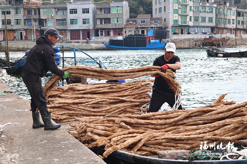 福州、马祖两地淡菜上演“双向奔赴”