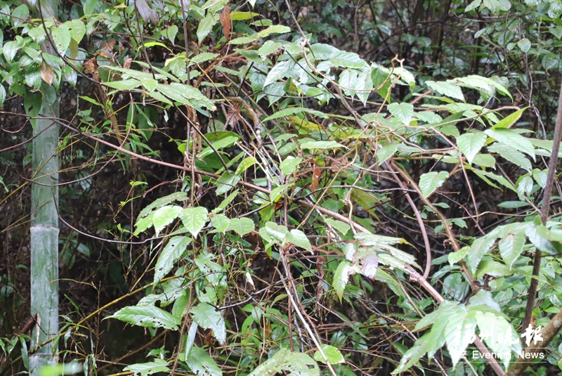 高校教师在闽发现植物新物种 命名为红毛木莓