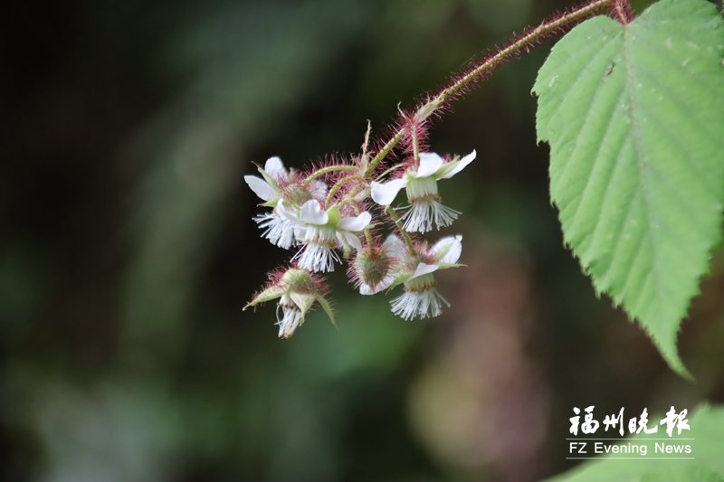 高校教师在闽发现植物新物种 命名为红毛木莓