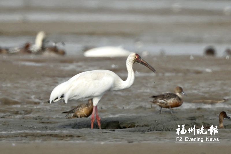 旧传“不入闽”如今去又来 白鹤第三年飞抵闽江河口湿地