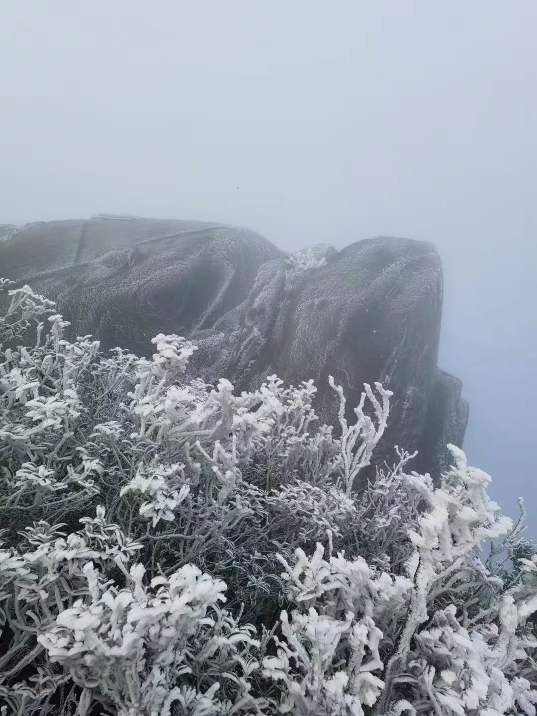 冷！最低-5℃！福建多地出现雾凇！