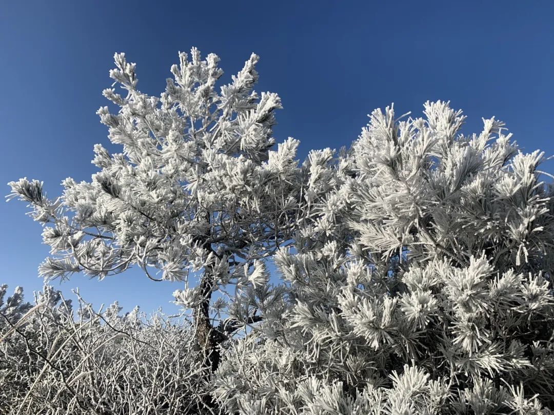 冷！最低-5℃！福建多地出现雾凇！