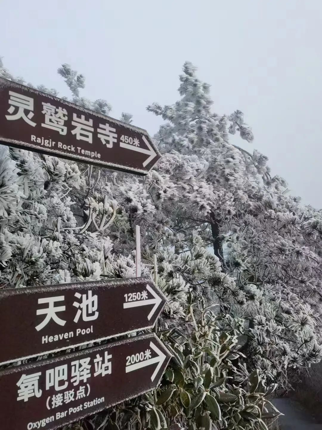 冷！最低-5℃！福建多地出现雾凇！