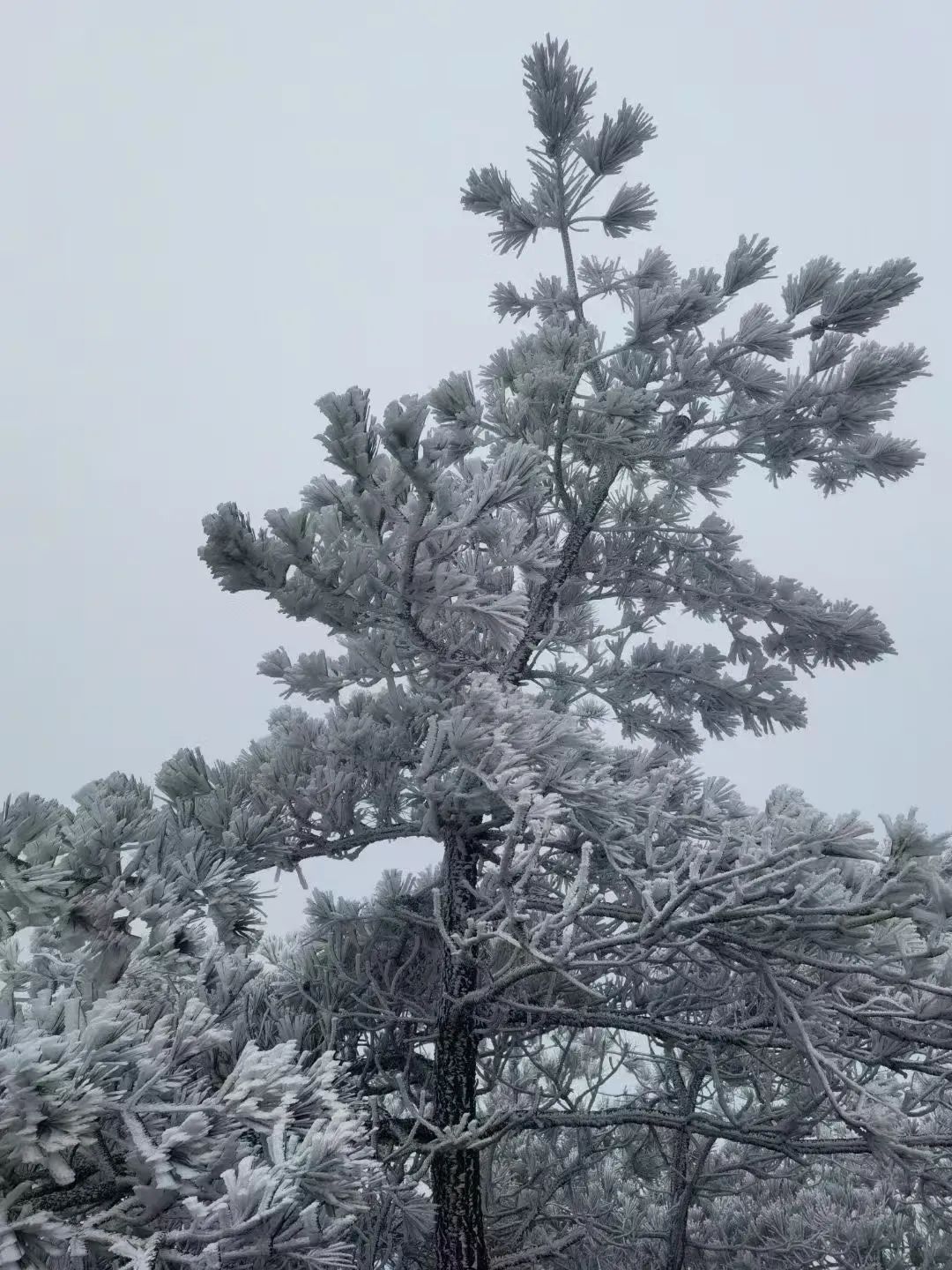 冷！最低-5℃！福建多地出现雾凇！