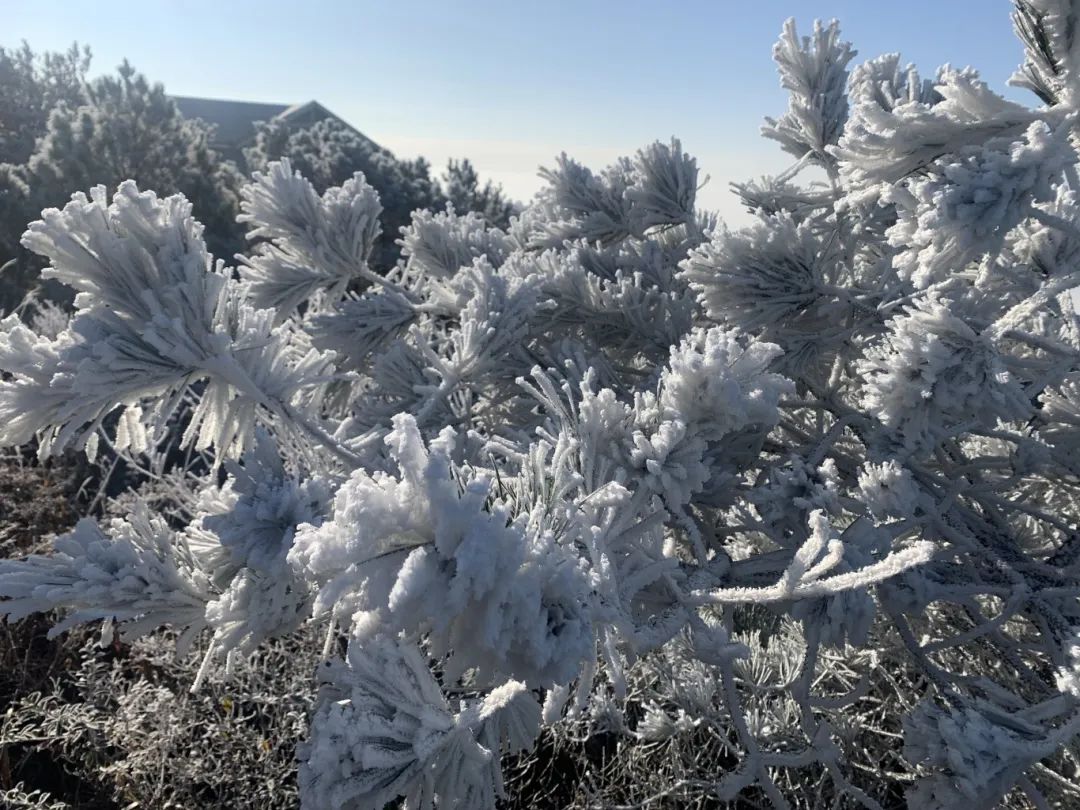 冷！最低-5℃！福建多地出现雾凇！