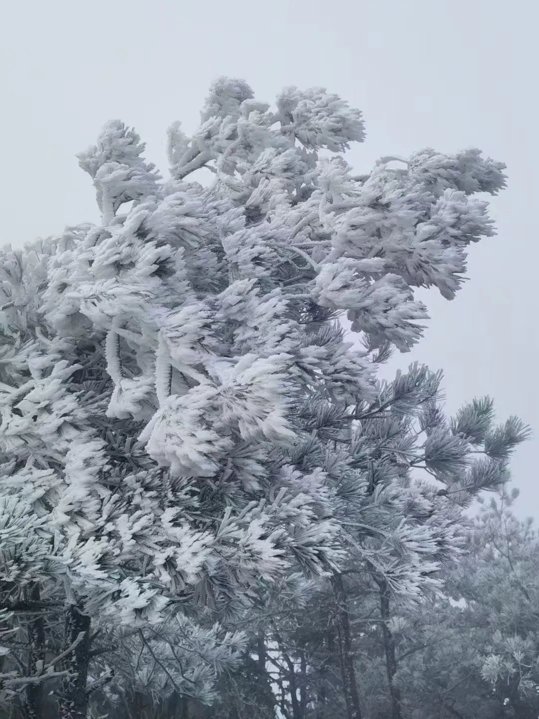 冷！最低-5℃！福建多地出现雾凇！