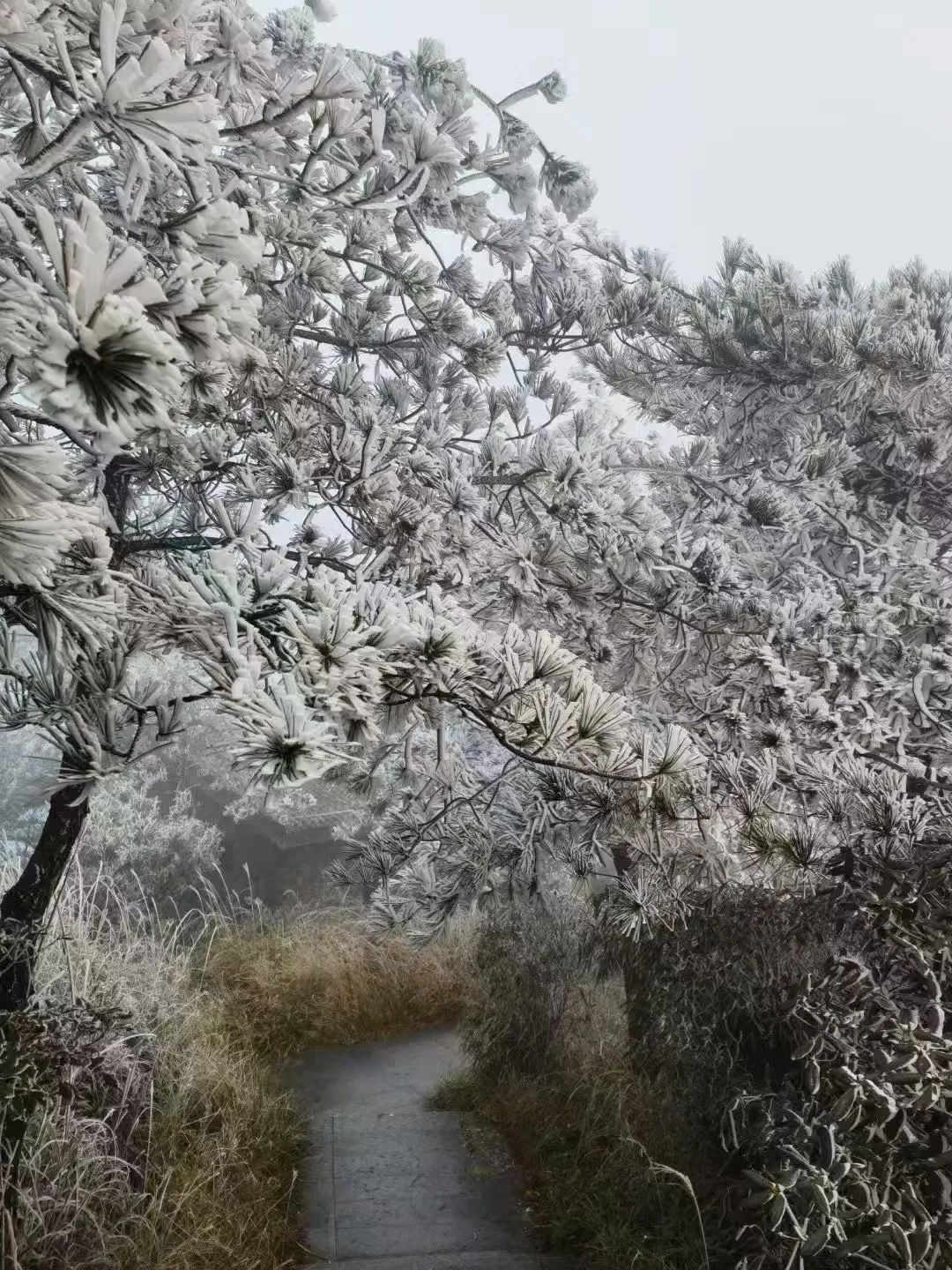 冷！最低-5℃！福建多地出现雾凇！