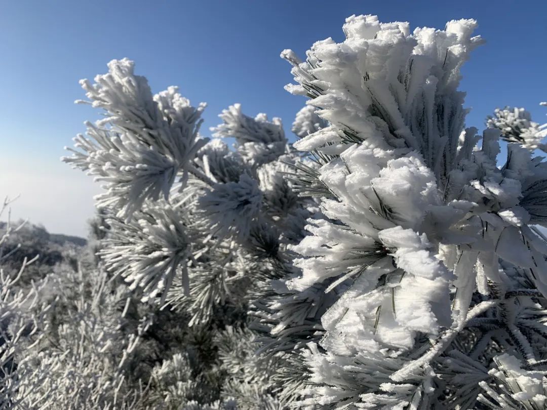 冷！最低-5℃！福建多地出现雾凇！