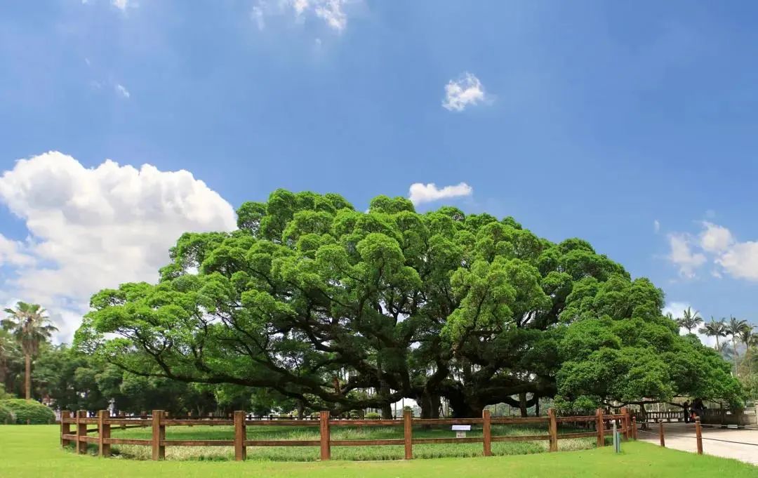 丫霸！凤凰传奇花式推荐福州