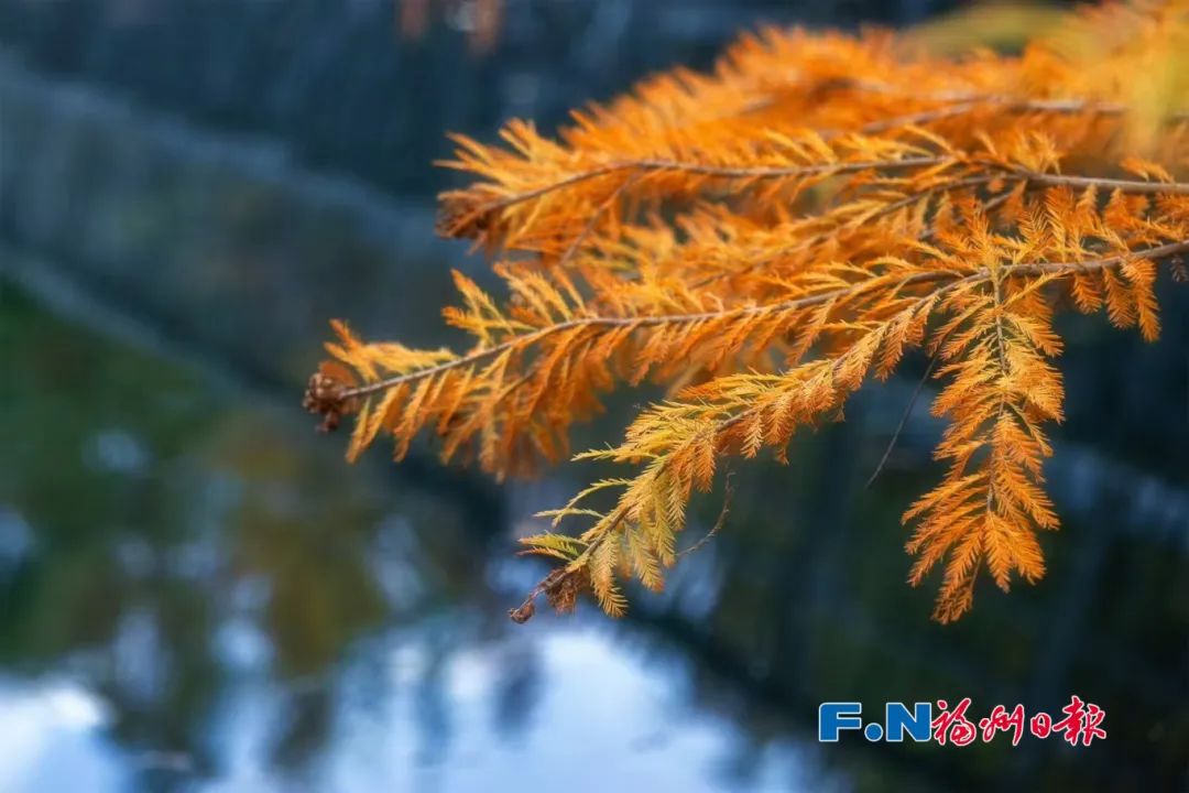 超梦幻！福州市区这里，治愈系风景！