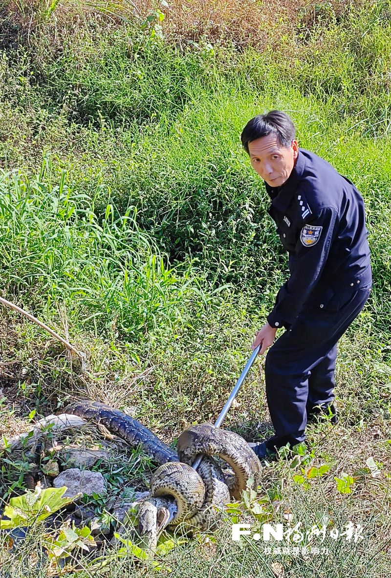 7米巨蟒现身永泰田间