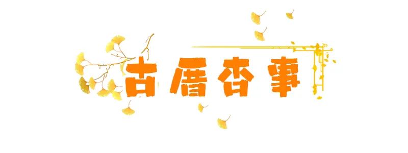 烟台山的银杏，黄了！